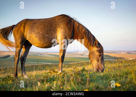 Un poney sauvage paître sur le Cissbury Ring sur les South Downs à West Sussex, en Angleterre, un soir d'été avec une lumière douce. Banque D'Images