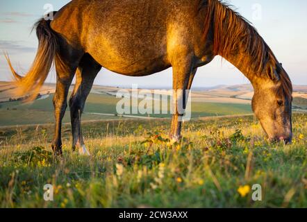 Un poney sauvage paître sur le Cissbury Ring sur les South Downs à West Sussex, en Angleterre, un soir d'été avec une lumière douce. Banque D'Images