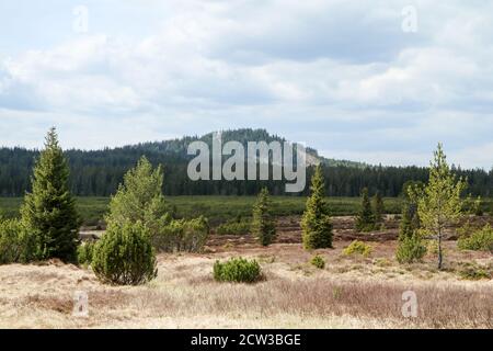 La photo de la zone protégée en République tchèque appelée 'Jezerní slať' (tourbière du lac) dans le parc national de Šumava. Banque D'Images