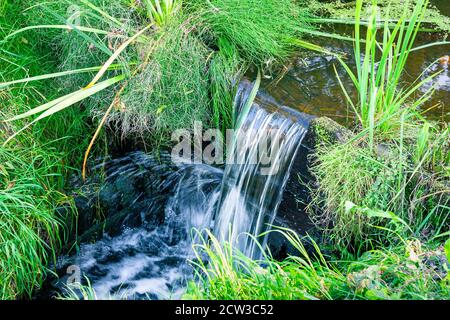 Petite chute d'eau dans un ruisseau entouré d'herbe luxuriante dedans le milieu de la forêt Banque D'Images