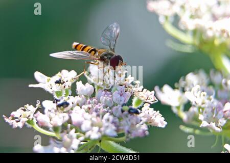Marmalade à bandes orange et noires, Episyrphus balteatus, sur des fleurs d'herbe blanche, mâles, gros plan, ensoleillées sur fond vert Banque D'Images