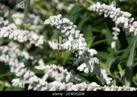 Sydney Australie, abeille sur une fleur blanche d'une Salvia leucantha 'Velour White' Banque D'Images