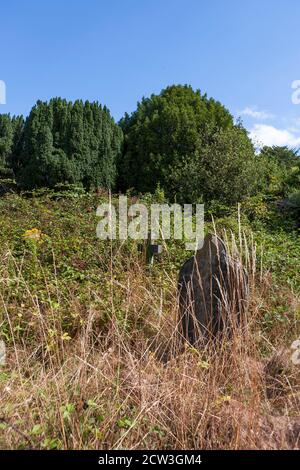 Cimetière du XIXe siècle surcultivé et abandonné : cimetière d'Ann's Hill, Gosport, Hampshire, Angleterre, Royaume-Uni Banque D'Images