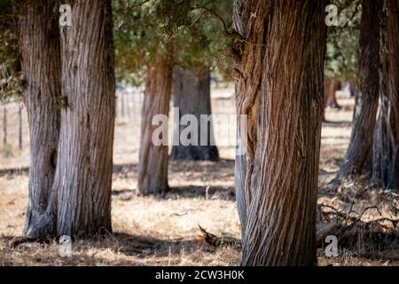 sabinas albares (Juniperus thurifera), Espacio Natural del Sabinar de Calatañazor, Soria, Comunidad Autónoma de Castilla, Espagne, Europe Banque D'Images