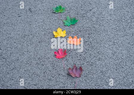 Feuilles de couleurs variées du vert au rouge foncé ou au brun, les couleurs de l'automne ou de l'automne, les saisons changeantes, Angleterre Royaume-Uni. Feuilles d'érable de Norvège Banque D'Images