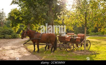 Chevaux avec une calèche dans le jardin (Pologne) Banque D'Images