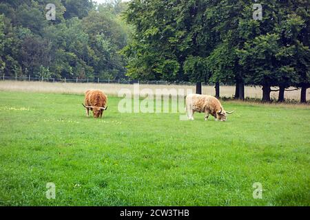 Vaches bovines des Highlands broutant dans la campagne anglaise à Cambridgeshire Angleterre Banque D'Images