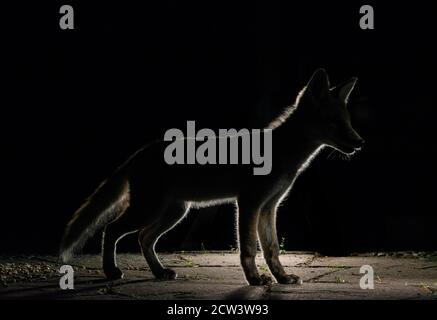 Silhouette de renard cub avec rebord sur revêtement en béton la nuit dans l'obscurité, la tête légèrement éclairée Banque D'Images