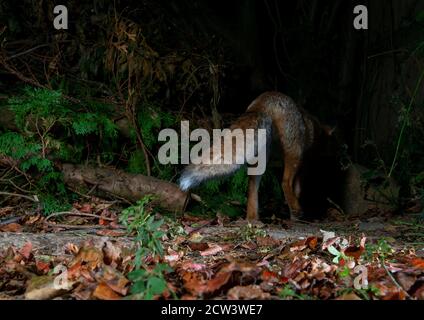 Renard la nuit s'éloignant entre les buissons avec vue arrière de jambes arrière et de queue broussaillée avec pointe blanche Banque D'Images