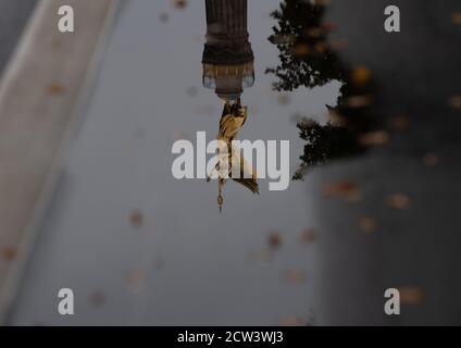 Berlin, Allemagne. 27 septembre 2020. La colonne de la victoire se reflète dans une flaque de pluie. Credit: Paul Zinken/dpa/Alay Live News Banque D'Images