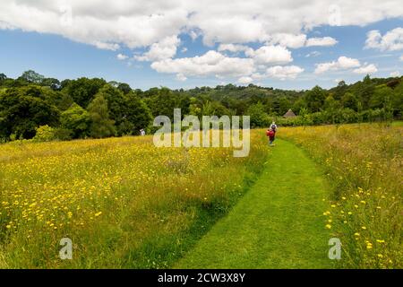 Un chemin à travers la prairie de fleurs sauvages à RHS Rosemoor, Great Torrington, Devon, Angleterre, Royaume-Uni Banque D'Images