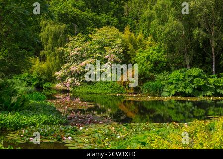 Le magnifique cornus kousa en fleur surplombe le lac ornemental contenant des nénuphars à RHS Rosemoor, Devon, Angleterre, Royaume-Uni Banque D'Images