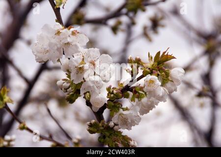 Flores de almendro en el Valle del Jerte. Cáceres. Estrémadure. Espagne Banque D'Images