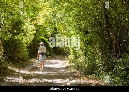 Femme marchant à travers les arbres sur le Ridgeway national longue distance Sentier de randonnée à Princes Risborough dans le Chilterns Buckinghamshire Banque D'Images