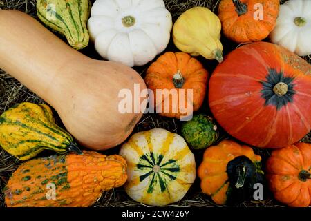 mélange décoratif de citrouilles de couleur Banque D'Images