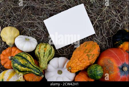 mélange décoratif de citrouilles de couleur Banque D'Images