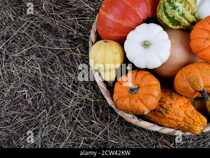 mélange décoratif de citrouilles de couleur Banque D'Images