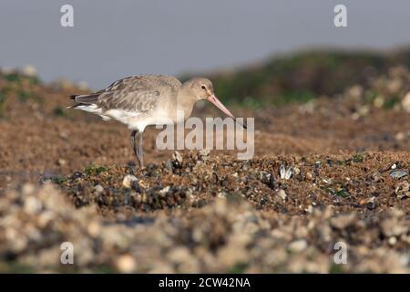 Godoul à queue noire (Limosa limosa) à la recherche de nourriture dans les lits de moules (Mytilus edulis) sur la côte de Norfolk Banque D'Images