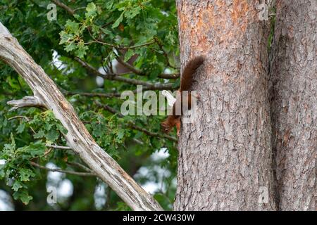 Arbre d'escalade Red Squirrel en Suède Banque D'Images
