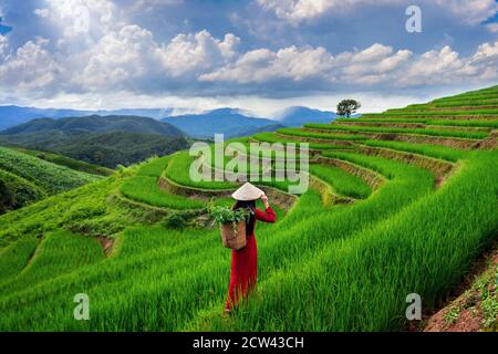 Femme asiatique portant la culture vietnamienne traditionnelle à la terrasse de riz de Ban pa bong piang à Chiangmai, Thaïlande. Banque D'Images