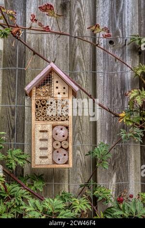 Hôtel d'abeille solitaire sur une ancienne planche parmi les mûres, Danemark, 27 septembre 2020 Banque D'Images