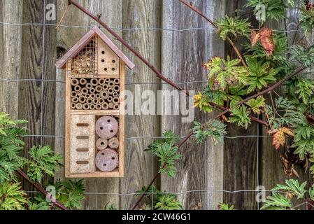 Bee hôtel sur une ancienne planche parmi les mûres sans épine, Danemark, 27 septembre 2020 Banque D'Images