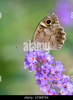 Papillon de l'espèce grisonnante de Freyer (Hipparchia fatua) debout sur la fleur de Buddleja davidi. Banque D'Images