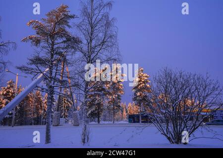 Coucher de soleil orange dans la forêt de conifères d'hiver. Épinettes et pins enneigés. Magnifique arrière-plan de noël. Banque D'Images