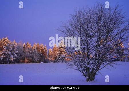 Coucher de soleil orange dans la forêt de conifères d'hiver. Épinettes et pins enneigés. Magnifique arrière-plan de noël. Banque D'Images