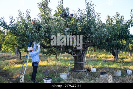 Longjing, province chinoise de Jilin. 27 septembre 2020. Les agriculteurs récoltent des poires de pomme dans une base de plantation de poires de pomme dans la préfecture autonome coréenne de Longjing, dans la province de Jilin, au nord-est de la Chine, le 27 septembre 2020. Les poires aux pommes de Longjing sont entrées dans la saison de récolte. Credit: Yan Linyun/Xinhua/Alay Live News Banque D'Images