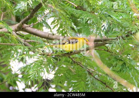 Oiseau - oriole dorée indienne mâle sur branche d'arbre Banque D'Images