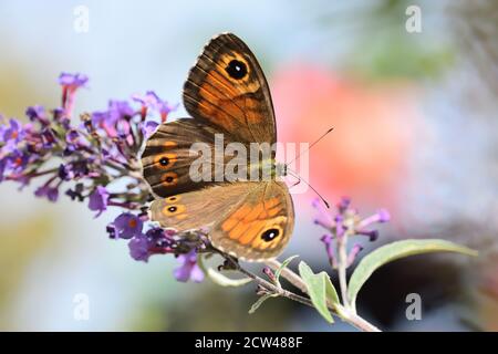 Photo macro d'un papillon brun de mur du Nord (Lasiommata petropicani) qui aspire le pollen des bourgeons buddleja davidi. Banque D'Images