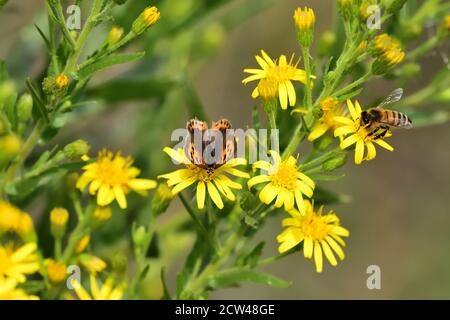 Macro photographie d'un petit papillon en cuivre, de cuivre américain ou de cuivre commun (Lycaena phlaeas) se nourrissant de fleurs jaunes sauvages. Banque D'Images