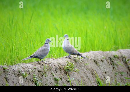 Oiseau - paire de Dove à col eurasien sur le champ de la ferme de riz Banque D'Images