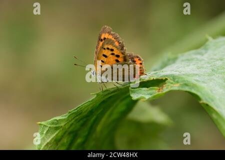 Photographie macro d'un petit papillon en cuivre, en cuivre américain ou en cuivre commun (Lycaena phlaeas) debout sur une feuille verte. Banque D'Images