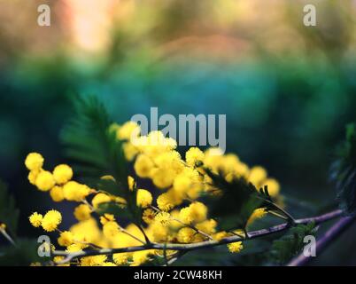 Photo jaune branche Mimosa arrière-plan Banque D'Images