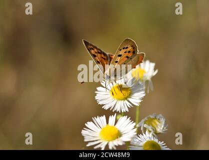 Photographie macro d'un petit papillon en cuivre, cuivre américain ou cuivre commun (Lycaena phlaeas) se nourrissant de fleurs de type pâquerette. Banque D'Images