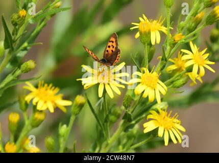 Macro photographie d'un petit papillon en cuivre, de cuivre américain ou de cuivre commun (Lycaena phlaeas) se nourrissant de fleurs jaunes sauvages. Banque D'Images