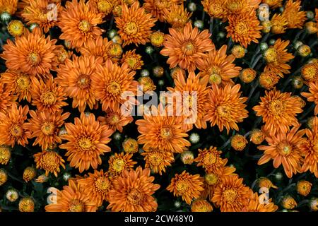 Chrysanthèmes de jardin colorés ou mums d'automne ou mums endurcis dans le planteur. Ils donnent au jardin un peu de couleur gaie bien dans les mois plus frais Banque D'Images