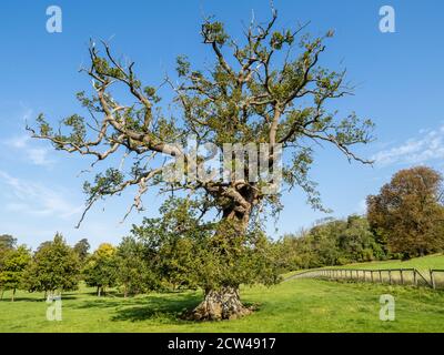 Chêne à tête de cerf Quercus robur dans un parc à Gloucestershire, Royaume-Uni Banque D'Images