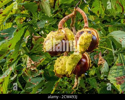Châtaigne de cheval Aesculus hippocastanum conkers se brisant de leur piquant Huttes au début de l'automne - Gloucestershire Royaume-Uni Banque D'Images