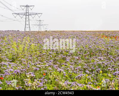 Bordure de l'insecte semé attirant des annuals dominés par le bleu Phacelia Tanacetifolia autour du champ de maïs Gloucestershire UK profite aux cultures et à la faune Banque D'Images