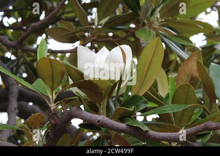 Photo à angle bas de la fleur appelée Magnolia grandiflora on son arbre Banque D'Images