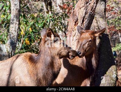 Deux jeunes vaches Elks, nez à nez dans les montagnes de Caroline du Nord Banque D'Images