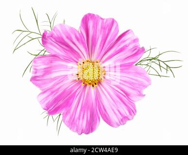 Rare fleur rose à rayures cosmos, isolée Banque D'Images