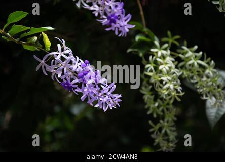 Couronne pourpre, vigne de papier de verre, gros plan de couronne de la reine sur le terrain noir, Petrea volubilis Banque D'Images