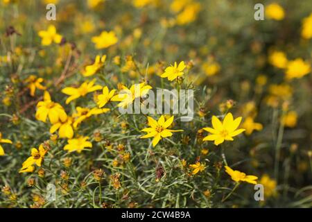 Coreopsis verticillata 'Zagreb'. Banque D'Images