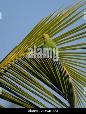 Magnifique Parakeet à roseres (Psittacula krameri), perchée sur une façade de palmier. Banque D'Images