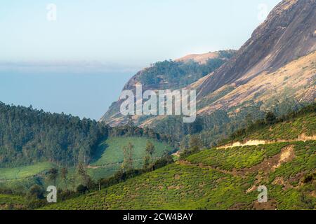 Vues à couper le souffle sur les montagnes, la vallée et les domaines de thé de Munnar à Kerala, Inde. Banque D'Images