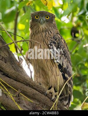 Une grande chouette brune (Ketupa zeylonensis), perchée sur une branche d'arbres, dans les forêts du parc national Jim Corbett à Uttarakhand, en Inde. Banque D'Images